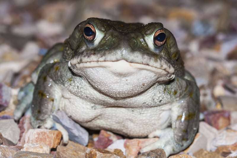 Toad Venom May Be The Next Psychedelic Frontier