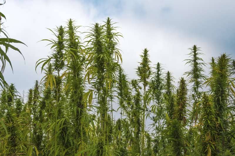 Would-Be Pot Thieves Accidentally Steal Pile Of Hemp