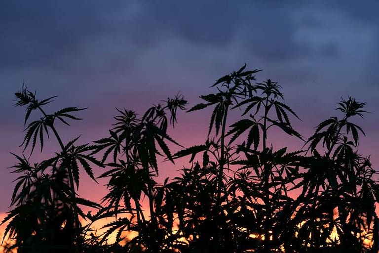 New Mexico May Soon Legalize Recreational Marijuana