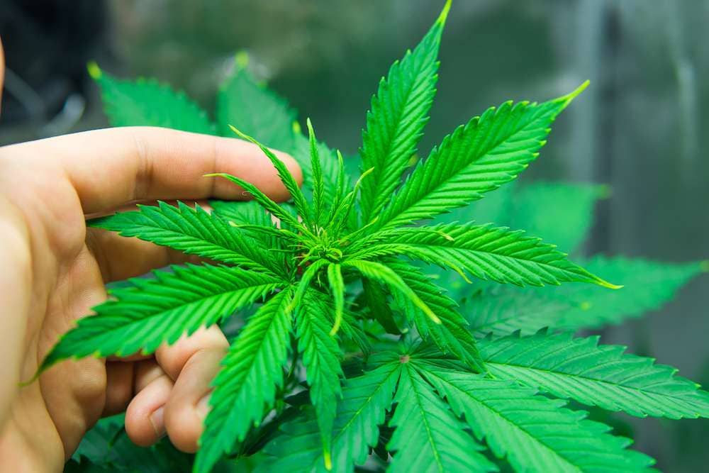 Illegal Marijuana Growers Are Damaging The Environment