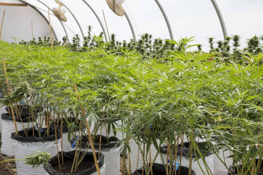 Inside Oregon's Massive Marijuana 'Surplus'